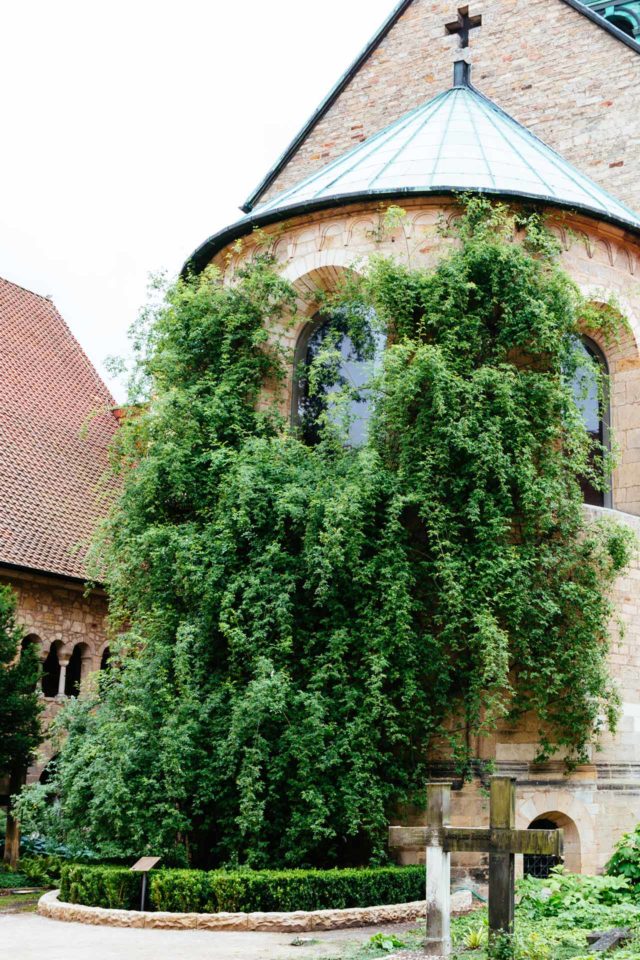 Der Tausendjährige Rosenstock in Hildesheim | Deutschland mal anders