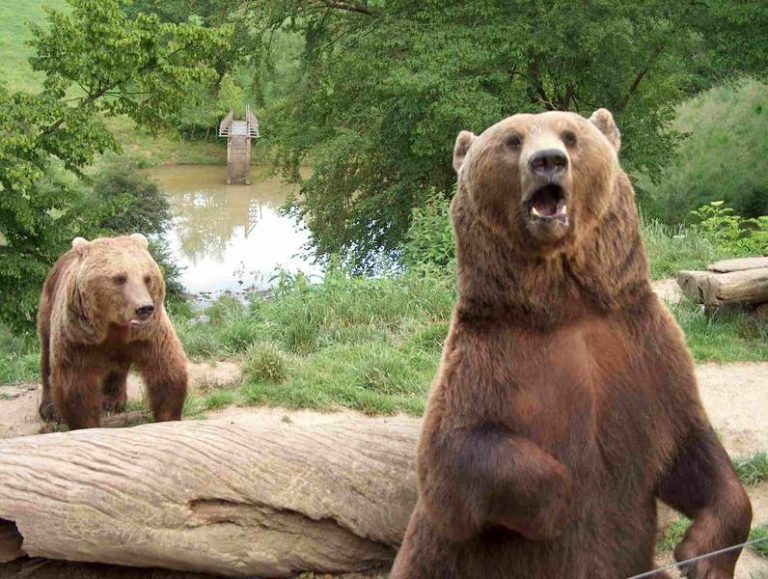 Wild- und Freizeitpark Westerwald